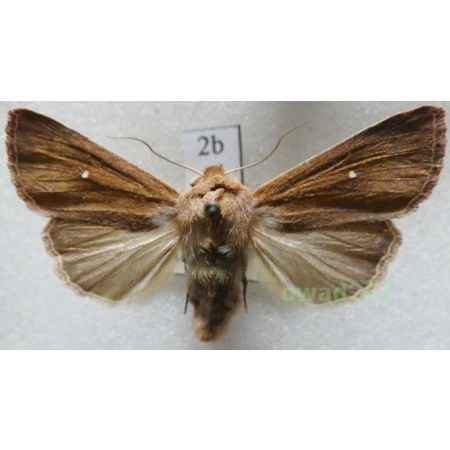 Mythimna albipuncta (Denis & Schiffermüller, 1775) Piętnówka białokropka Czech2b